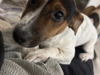 4.5 aylık jack russell Lucy kızım için yuva arıyoruz