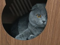 1 yaşında erkek eğitimli safkan scottish fold