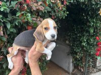 Beagle yavrular ırk ve sağlık garantili