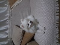 Pomeranian spitz köpeğimiz