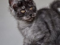 Wcf kayıtlı maine coon erkek black smoke