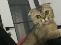 Scottish Fold Kedimiz Ücretsizdir