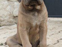 Saf kan mükemmel yavrular cane corso