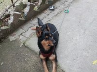 Orjinal ırk german shepperd alman kurdu