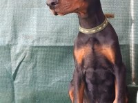 A şecereli doberman yavrular