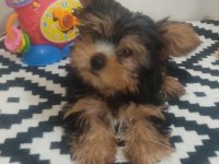 Orjinal kore kanı taşıyan erkek poodle yavrusu