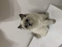 Ücretsiz British longhair