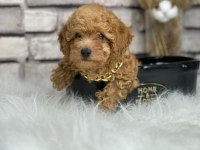 A kalite toy poodle yavrularım