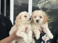 Wc eğitimli en güzel mini boy maltipoo yavrular