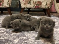 Gayet sağlıklı scottish fold yavrularımız mevcuttur