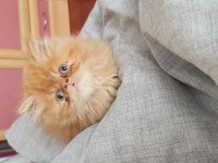 Teslime Hazır Erkek ve Dişi İran Kedisi Yavrular