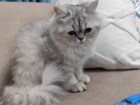 Silver British Longhair