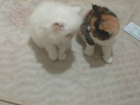 İRAN KEDİSİ YAVRUSU 45 GÜNLÜK