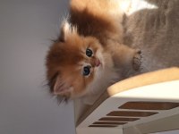 Şecereli safkan golden longhair british yavru dişi erkek