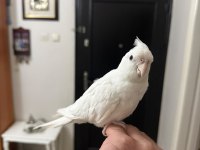 Albino sultan papağanı