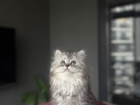 BİRBİRİNDEN GÜZEL BRITISH LONGHAIR YAVRULARIM 