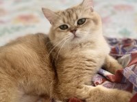15 Aylık Ny12 Dişi British Shorthair