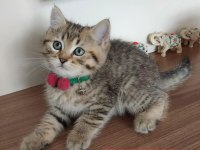 Golden Scottish Fold Safkan Yavrularım