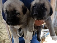 Sivas merkezden anne sütünden kesilmiş kangal yavrular