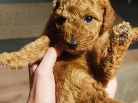 2 aylık Toy Poodle yavruları
