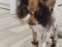 Egzotic persian longhair dişi