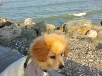 4 aylık golden kırması köpeğimiz