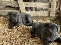 ÜST SEVİYE CANE CORSO YAVRULARI