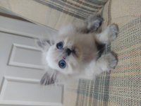 Yavru güzel british longhair