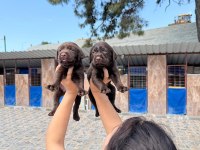 Labrador köpeği yavrularım