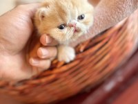 Şampiyon Babadan Exotic Shorthair Garfield Yavrularım