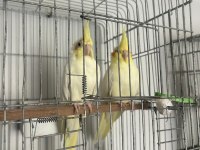 Sultan papağanı lutino hazır takim