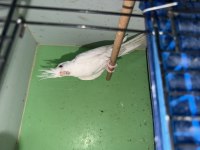 Yavru Erkek Albino Sultan Papağanı