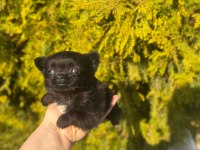 chihuahua yavruları şehir dışına gönderim sağlanır