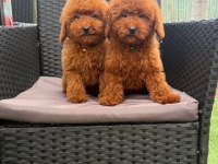 Toy Poodle Yavrular