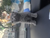 Scottish Fold Koca Kafalımız