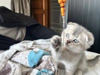 British Shorthair Sağlıklı Yavrular