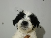Morkie minikler