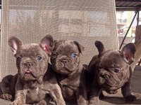 Blue erkek french bulldog bebekler yeni ailelerini arıyor