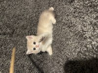 Anne Baba Şecereli Safkan British Shorthair AY12
