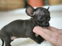Ev ortamında büyümüş chihuahua