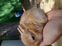 Çok güzel cüce tavşan yavrularımız