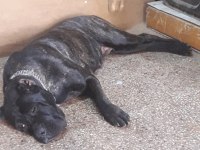 ERKEK CANE CORSO ARIYORUM ÇİFTLEŞTİRMEK İÇİN
