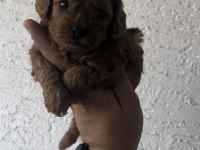 Anne altından Teacup Kore kan Koyu renk Genetik poodle