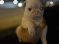 Pink Pug Mops ırkının en iyilerinden