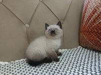 BRTİSH SHORTHAİR ÇİKOLATA POİNT