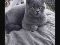 Maya Adlı British Shorthair Kızımız