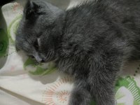 yavru scottish fold