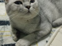 7 aylık british longhair