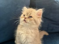 Yavru British longhair Erkek