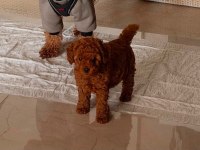 RED BROWN TOY POODLE YAVRULAR EV ORTAMINDA BÜYÜMÜŞ